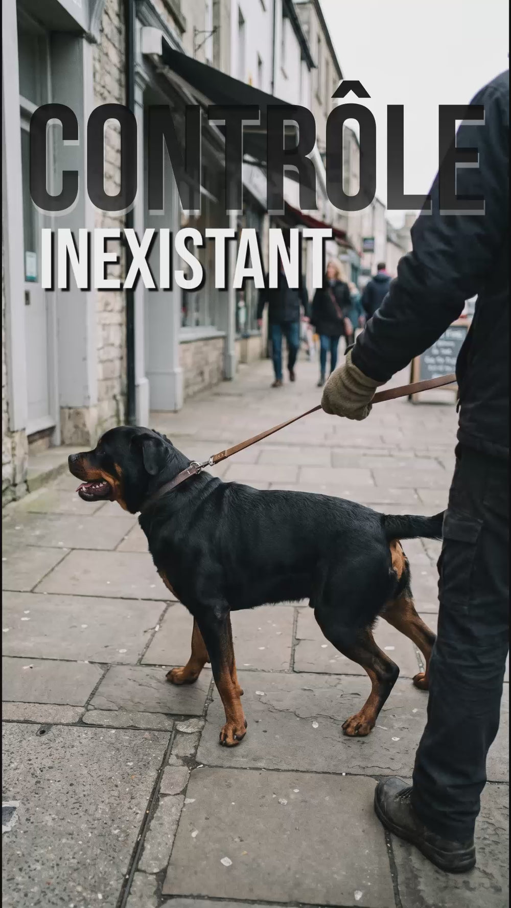 Rottweiler en laisse dans la rue illustrant un contrôle inexistant du chien