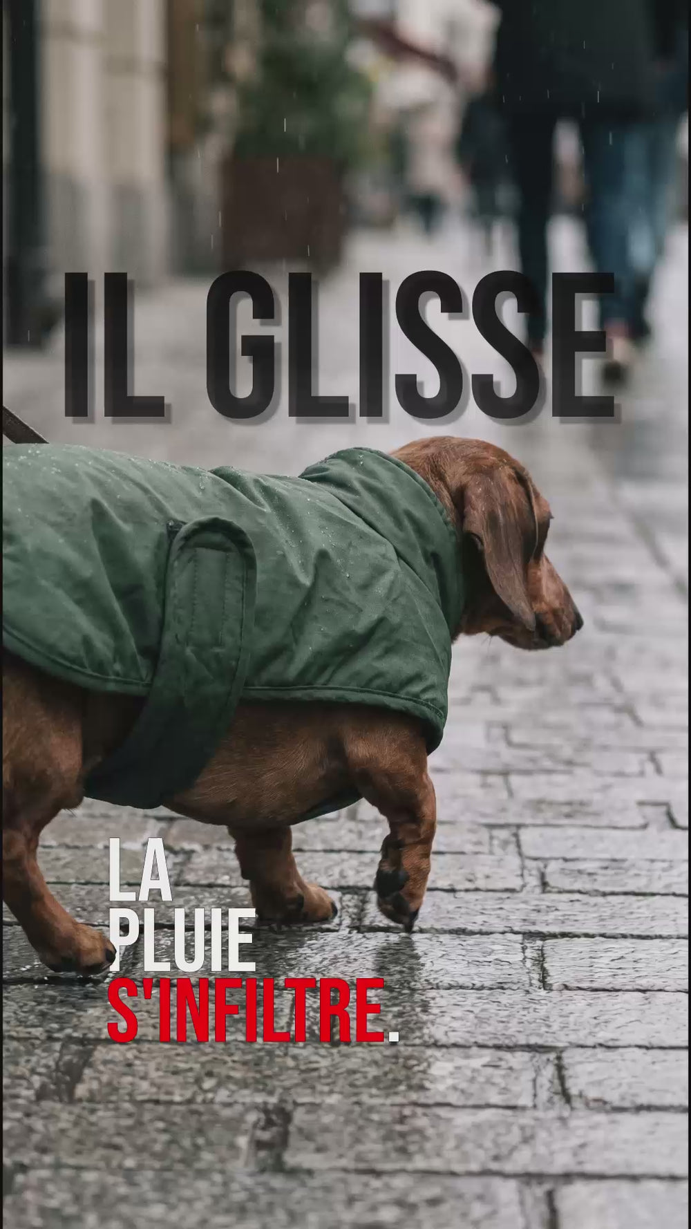 Teckel sous la pluie, manteau qui glisse, texte il glisse la pluie s'infiltre