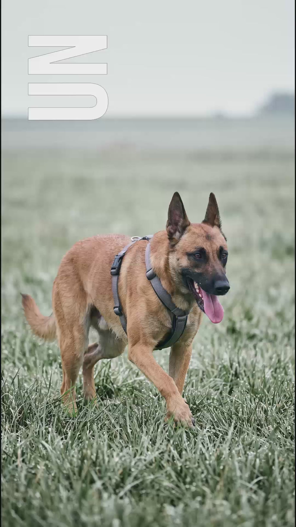 Harnais chien course : malinois courant en herbe givrée avec harnais standard, inadapté pour l'effort de course
