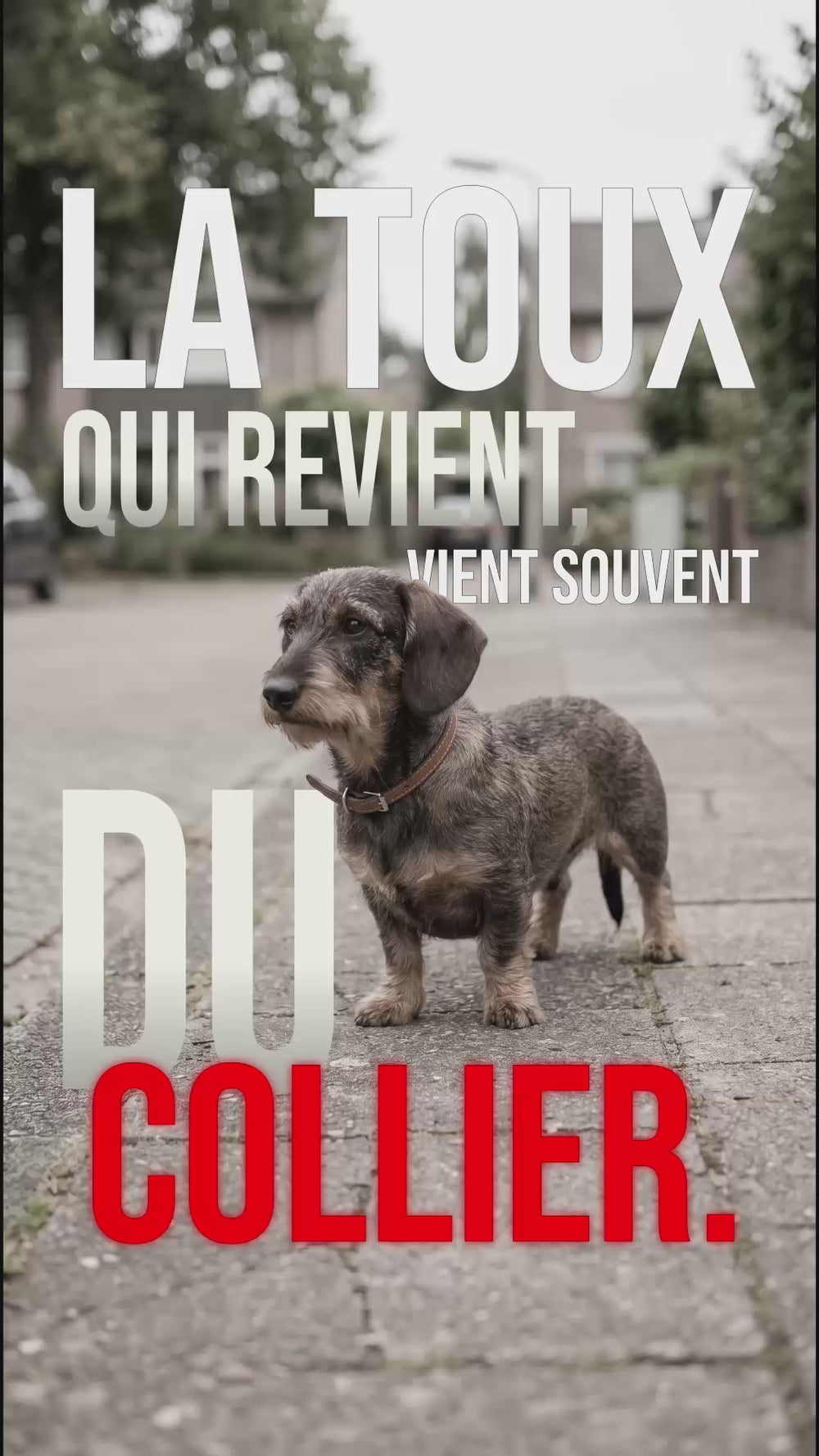 Teckel avec collier sur trottoir : toux récurrente liée au collier