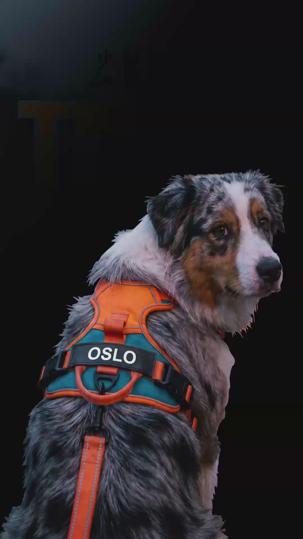Harnais personnalisé chien KARN Trace orange et bleu porté par un berger australien vu de dos, avec un patch noir au nom OSLO sur la poignée dorsale, au bord d’un canal à la tombée de la nuit.