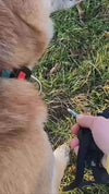 Laisse anti-choc chien : stop à la douleur à la main pendant la promenade