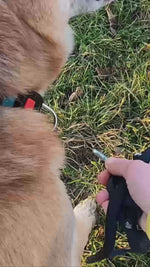 Laisse anti-choc chien : stop à la douleur à la main pendant la promenade