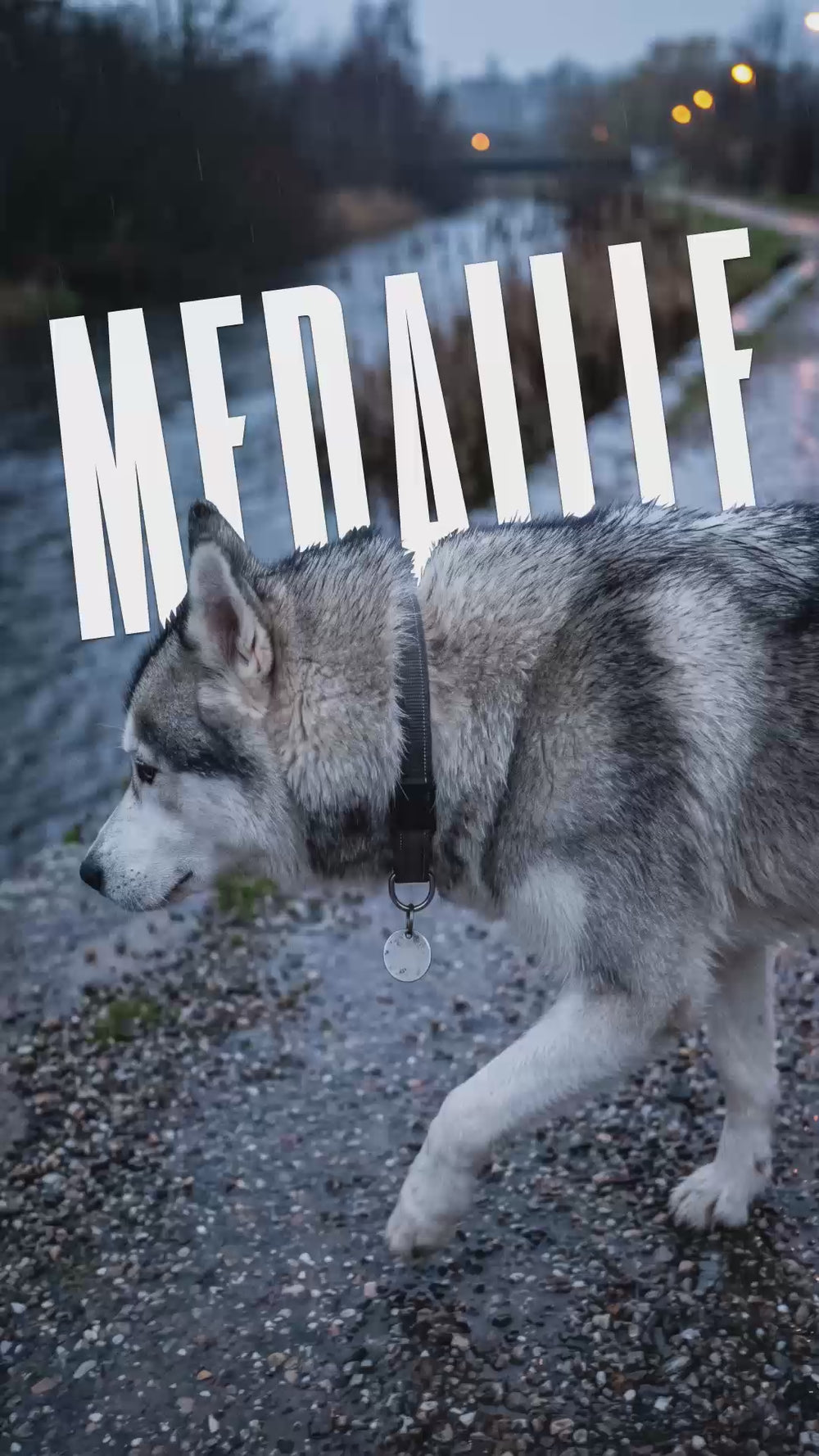Husky qui marche sur un chemin de gravier au bord d’une rivière, avec une médaille vierge qui pend à son collier, et le mot “médaille” à l’écran.