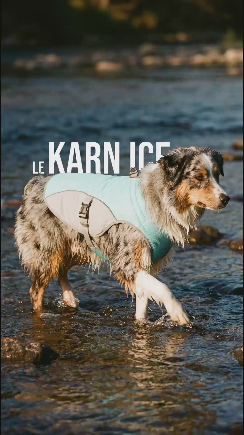 Gilet rafraîchissant chien KARN Ice par évaporation sur berger australien dans rivière, actif 20 à 30 minutes