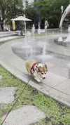 Panneau stop et main pointant : chien qui frissonne dehors, le manteau ne va jamais correctement