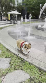 Panneau stop et main pointant : chien qui frissonne dehors, le manteau ne va jamais correctement
