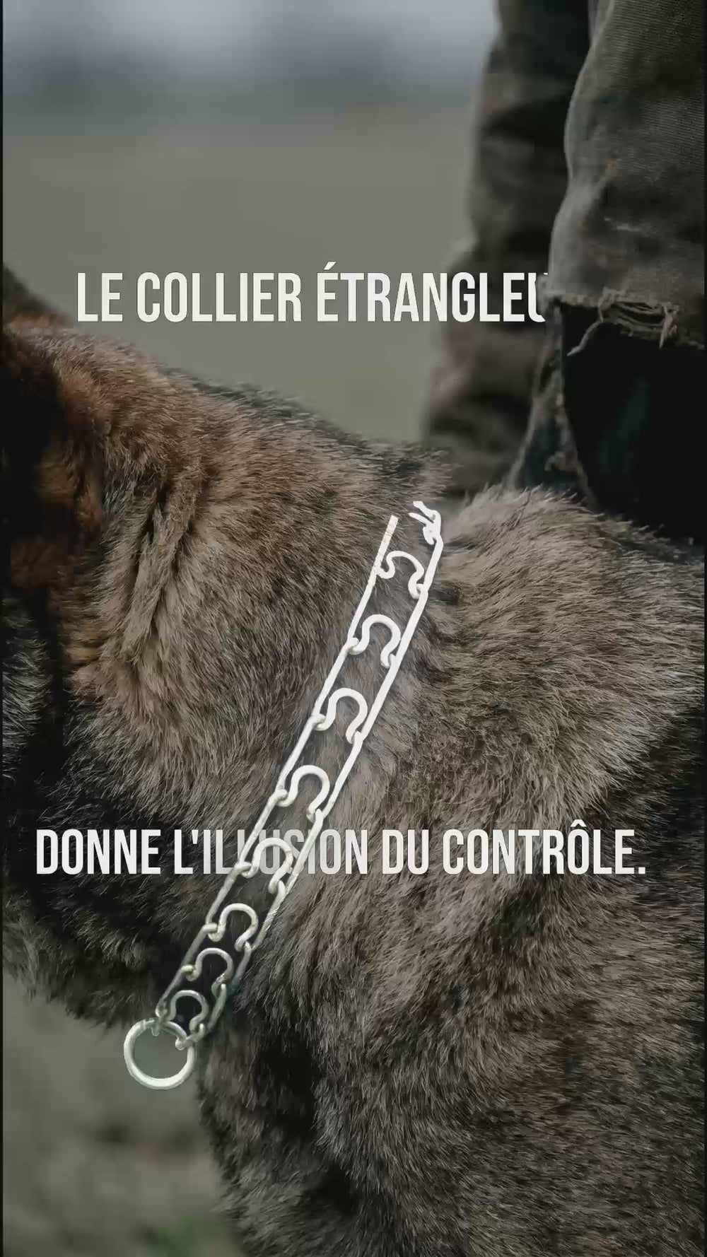 Gros plan sur un collier étrangleur à chaîne, fausse illusion de contrôle face au harnais anti traction chien