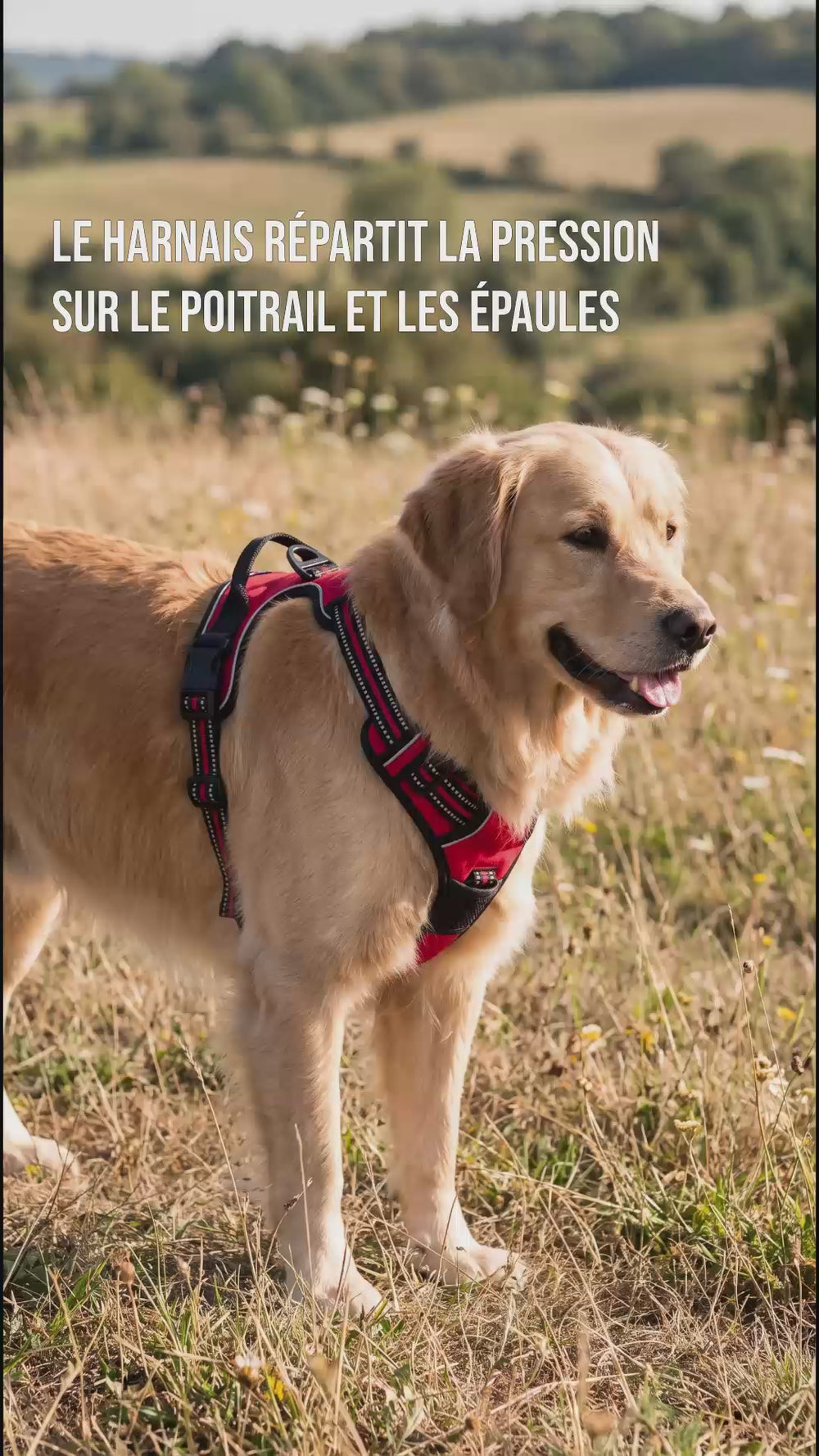Golden retriever portant un harnais anti traction chien qui répartit la pression sur le poitrail et les épaules