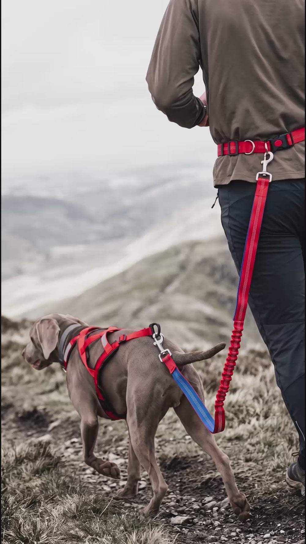 Harnais chien course KARN Canicross rouge sur weimaraner relié à la laisse KARN Run fixée aux hanches du coureur