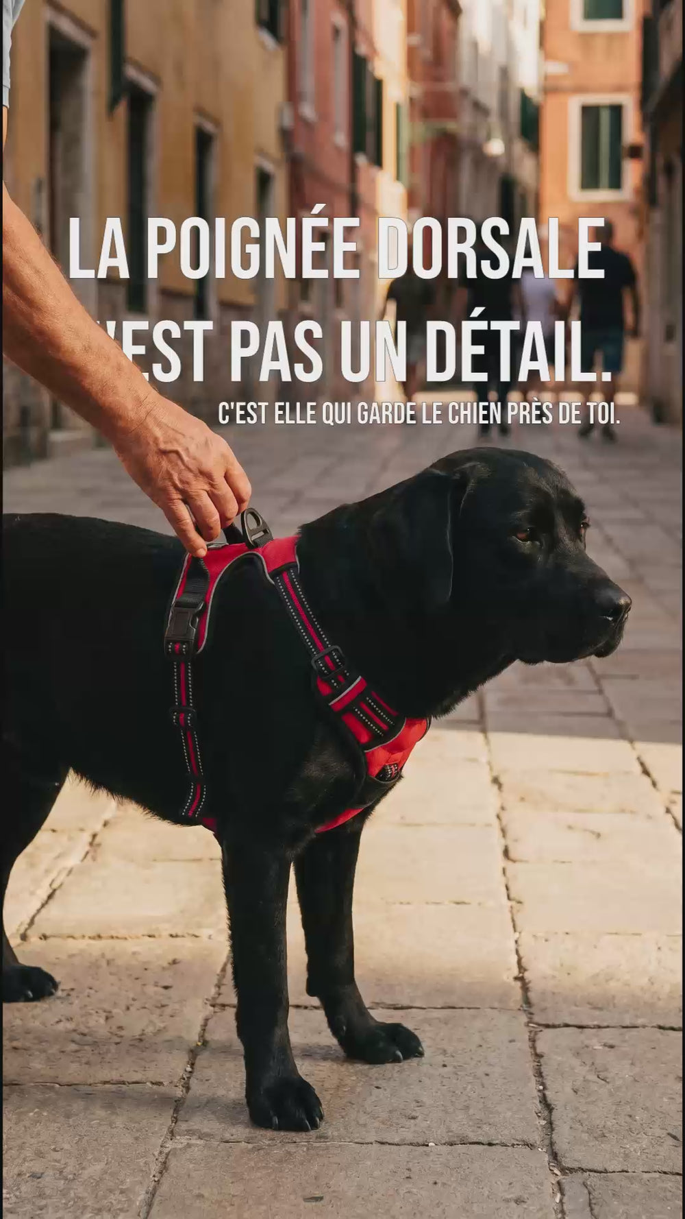 Labrador noir équipé d'un harnais anti traction chien avec poignée dorsale pour garder le chien proche