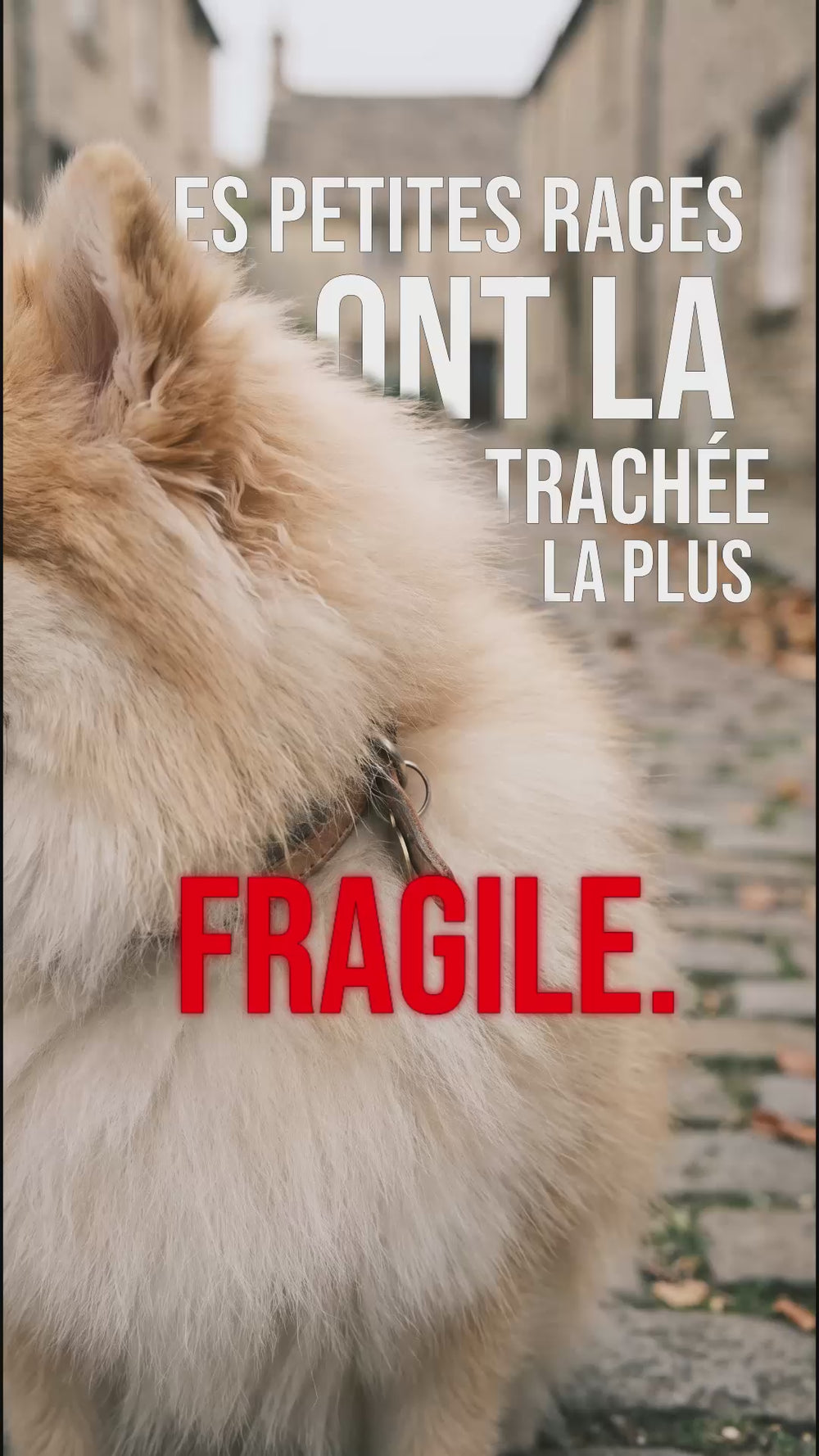 Cou de petit chien à poil long avec collier : petites races et trachée fragile