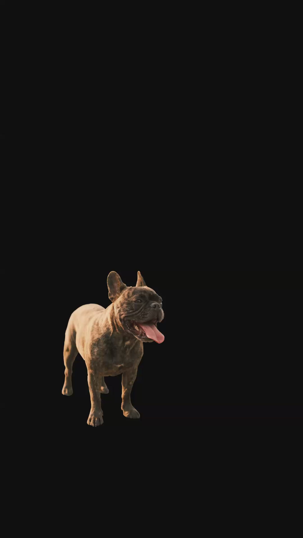 Gilet rafraîchissant chien : bouledogue haletant sur asphalte chaud, le halètement seul ne suffit plus au-delà de 25°C