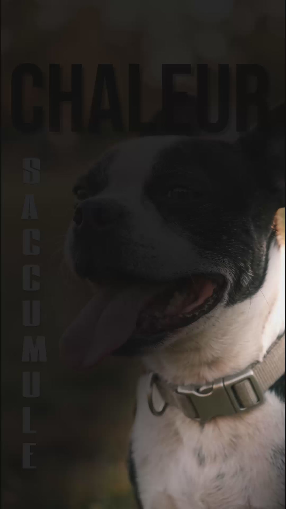 Boston terrier haletant en gros plan la nuit, texte chaleur s'accumule illustrant l'accumulation de chaleur
