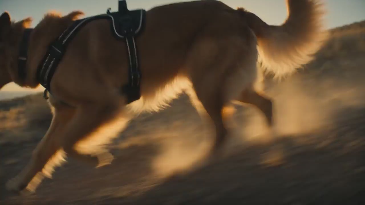 Vidéo