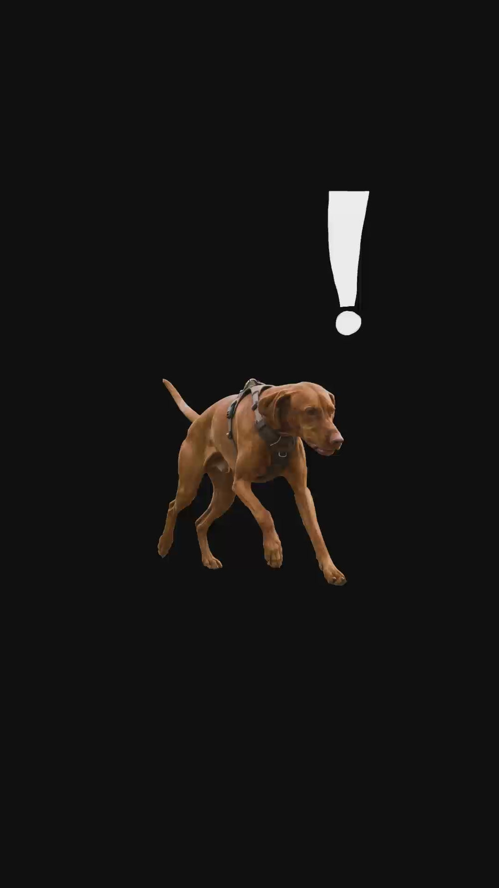 Laisse canicross : coureur et vizsla sur sentier rocheux, risque de chute avec laisse tenue en main pendant la course