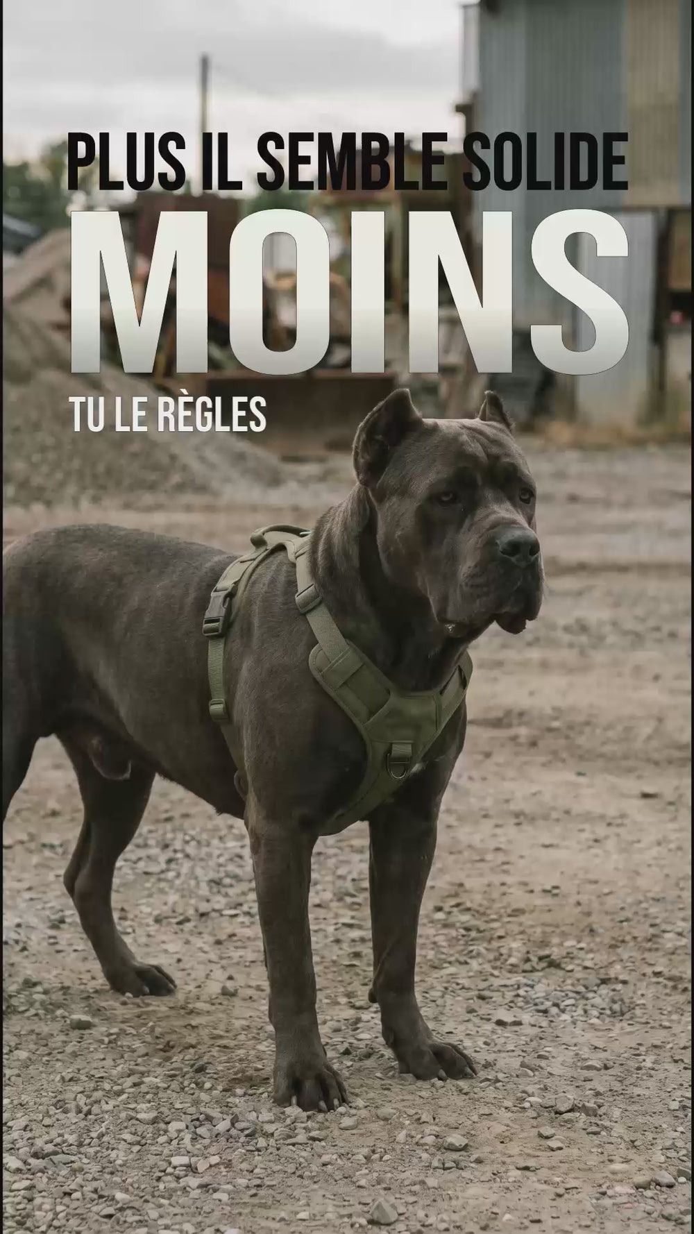 Harnais tactique chien sur molosse musclé : un réglage précis reste nécessaire malgré la carrure