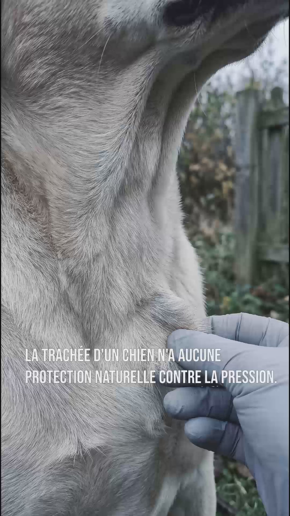 Gros plan sur la trachée d'un chien sans protection naturelle, argument en faveur du harnais anti traction chien