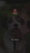 Panneau stop et texte alertant sur le museau écrasé qui prive un chien brachycéphale d'air suffisant