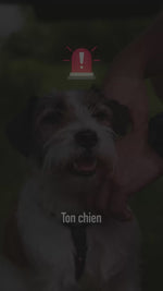 Panneau stop et texte alertant sur le museau écrasé qui prive un chien brachycéphale d'air suffisant