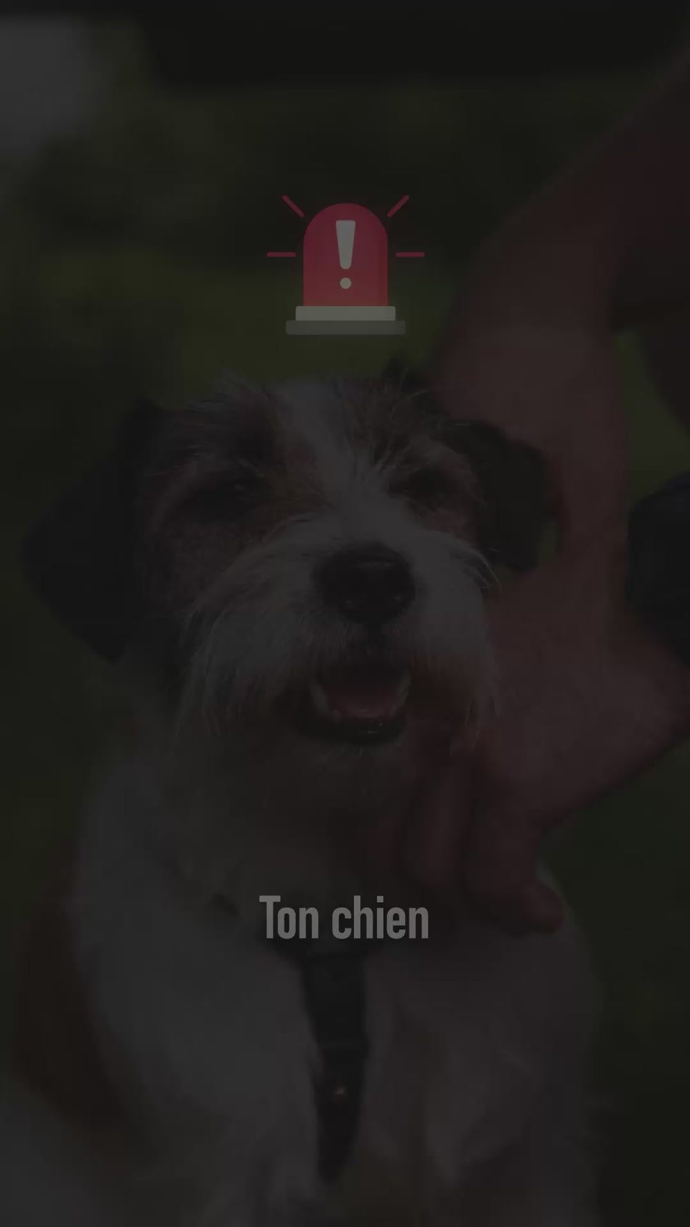 Panneau stop et texte alertant sur le museau écrasé qui prive un chien brachycéphale d'air suffisant