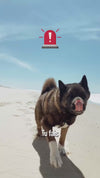 Panneau stop : la plupart des harnais chien s'arrêtent avant 45 kg
