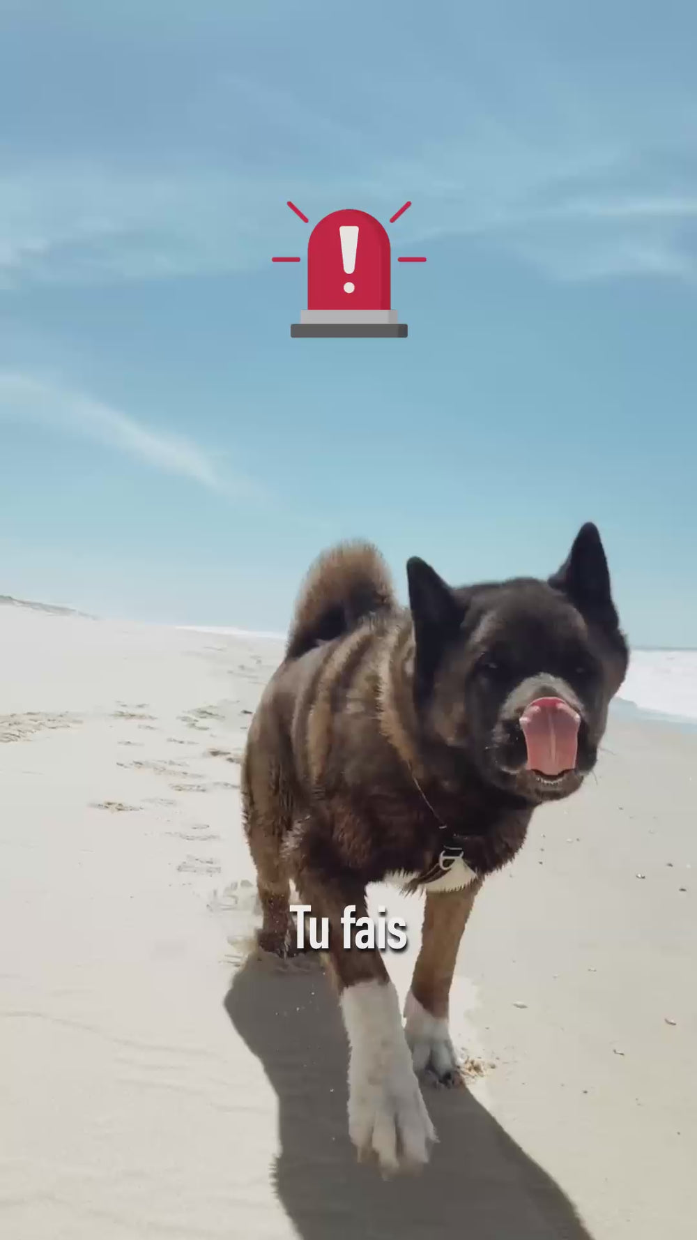 Panneau stop : la plupart des harnais chien s'arrêtent avant 45 kg