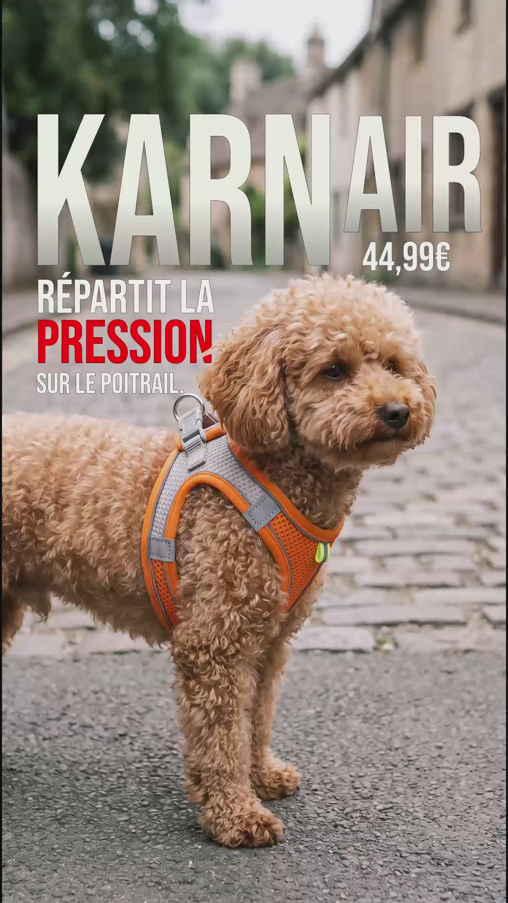 Harnais petit chien respirant KARN Air porté par un chien, répartition de la pression sur le poitrail