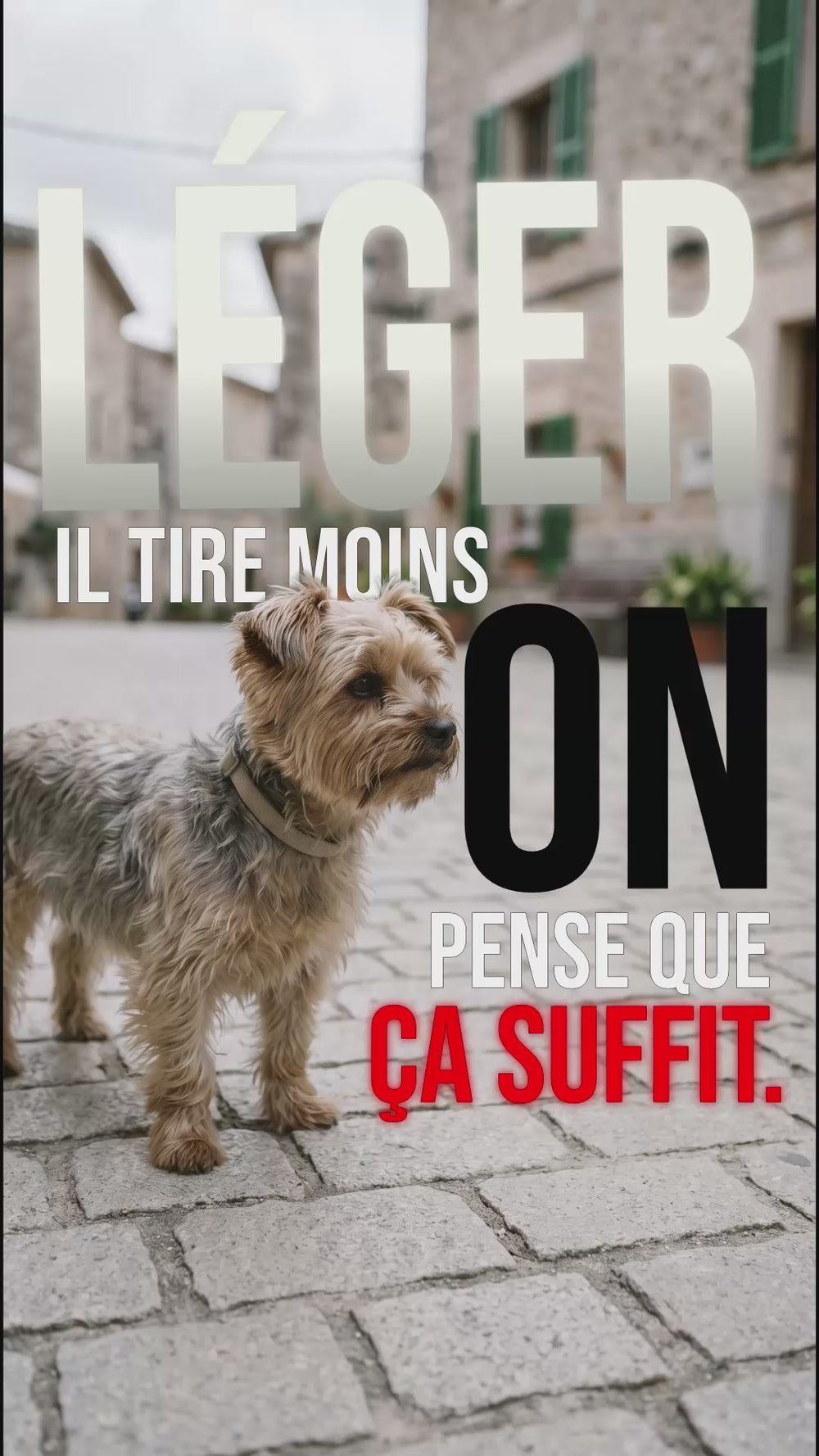 Petit chien avec collier léger : idée reçue selon laquelle il suffit pour tirer moins