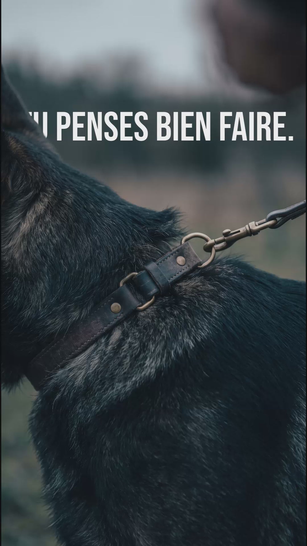 Gros plan sur le collier en cuir d'un chien noir tenu en laisse, alternative au harnais anti traction chien