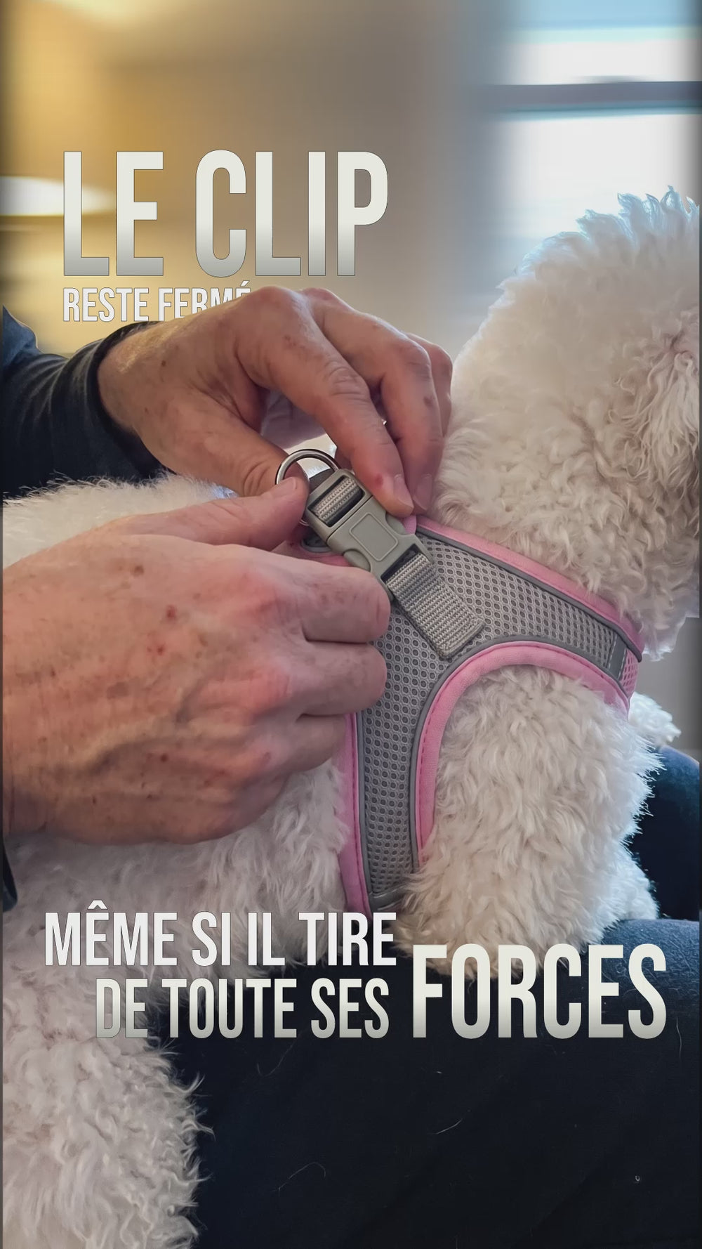 Logo KARN harnais chien, marque française pour chiens qui méritent mieux