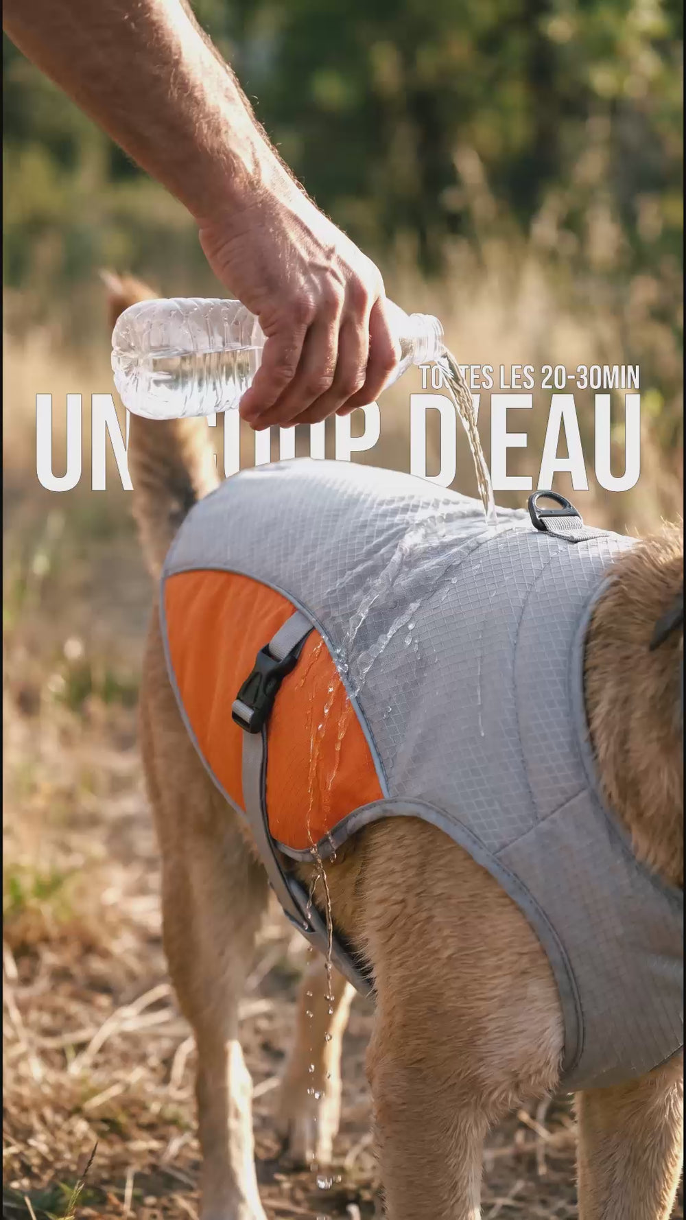 Main versant eau sur gilet rafraîchissant chien pendant la balade, humidification toutes les 20 à 30 minutes