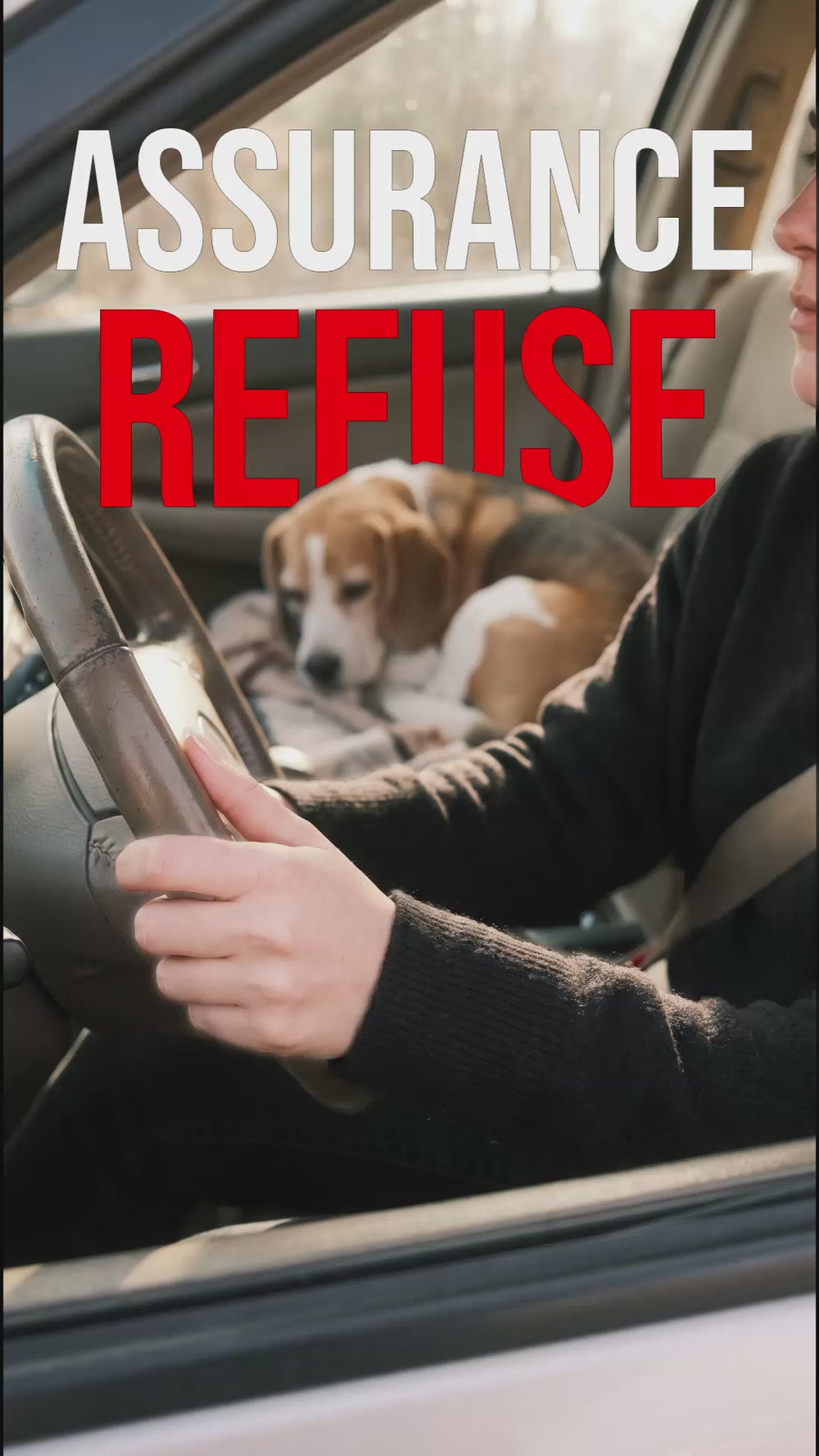 Ceinture de sécurité chien absente : risque de refus d'indemnisation assurance