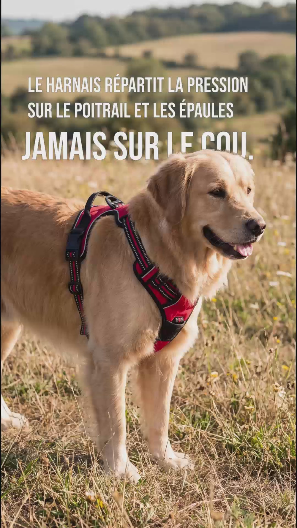 Attache frontale d'un harnais anti traction chien qui redirige le mouvement sans toucher la gorge