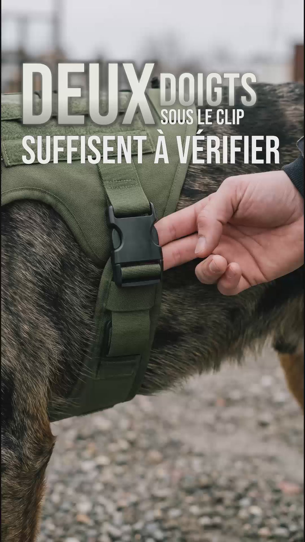 Harnais tactique chien : vérifier le réglage en passant deux doigts sous le clip de la sangle