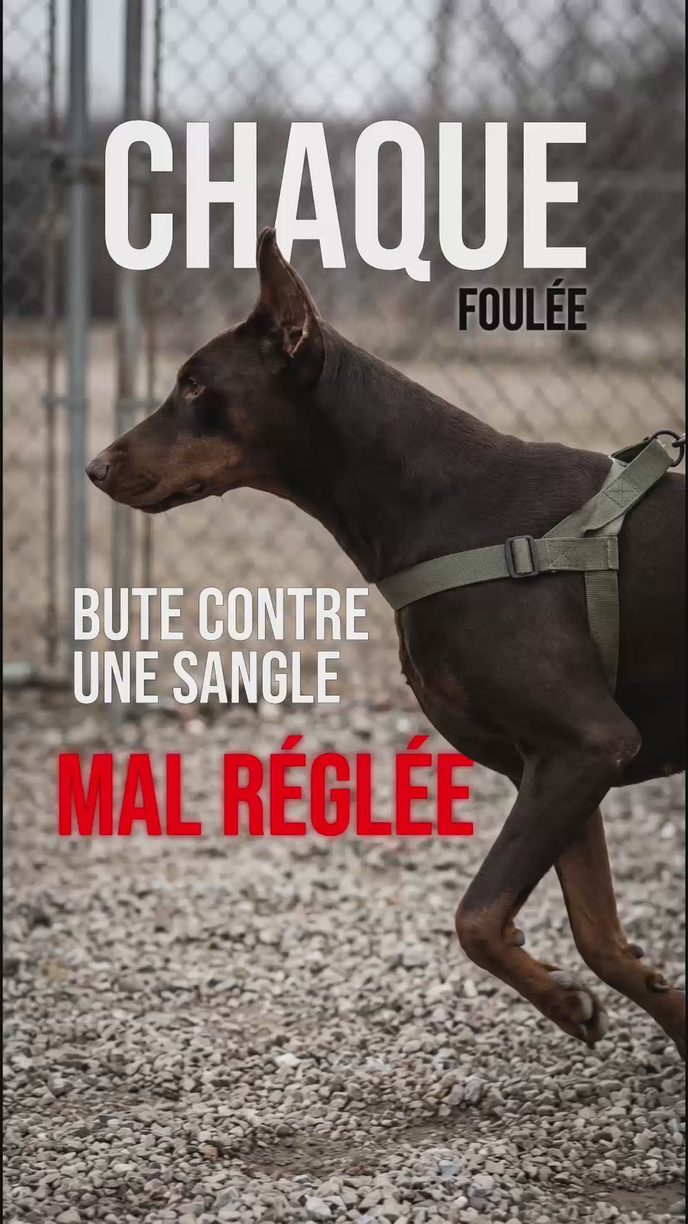 Harnais tactique chien en course : une sangle mal réglée bute contre l'épaule à chaque foulée