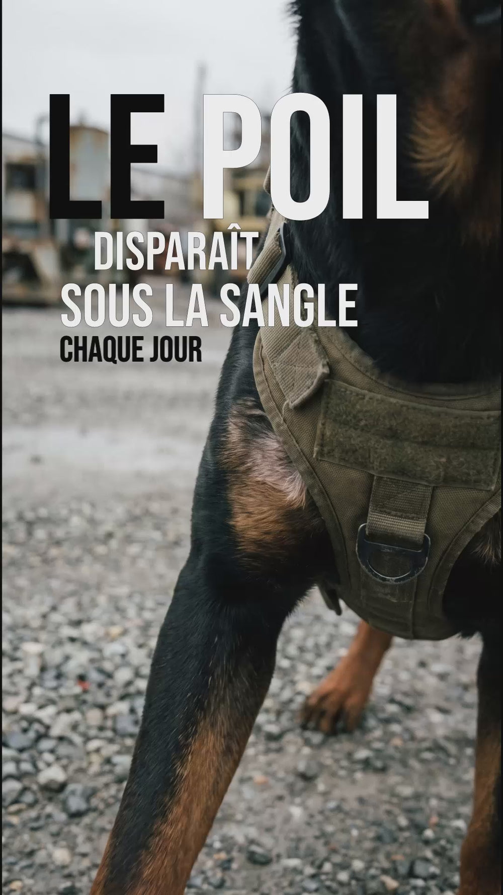 Harnais tactique chien : la sangle use le poil de l'épaule chaque jour au frottement