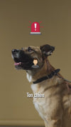 Panneau stop illustrant l'absence de signe avant un bond de chien en laisse