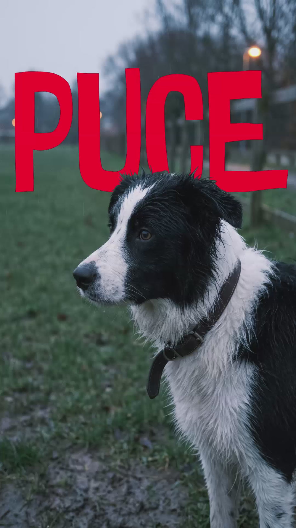 Border Collie mouillé vu de profil, au bord d’un champ avec une clôture en bois à la tombée de la nuit, avec le mot “puce” à l’écran.