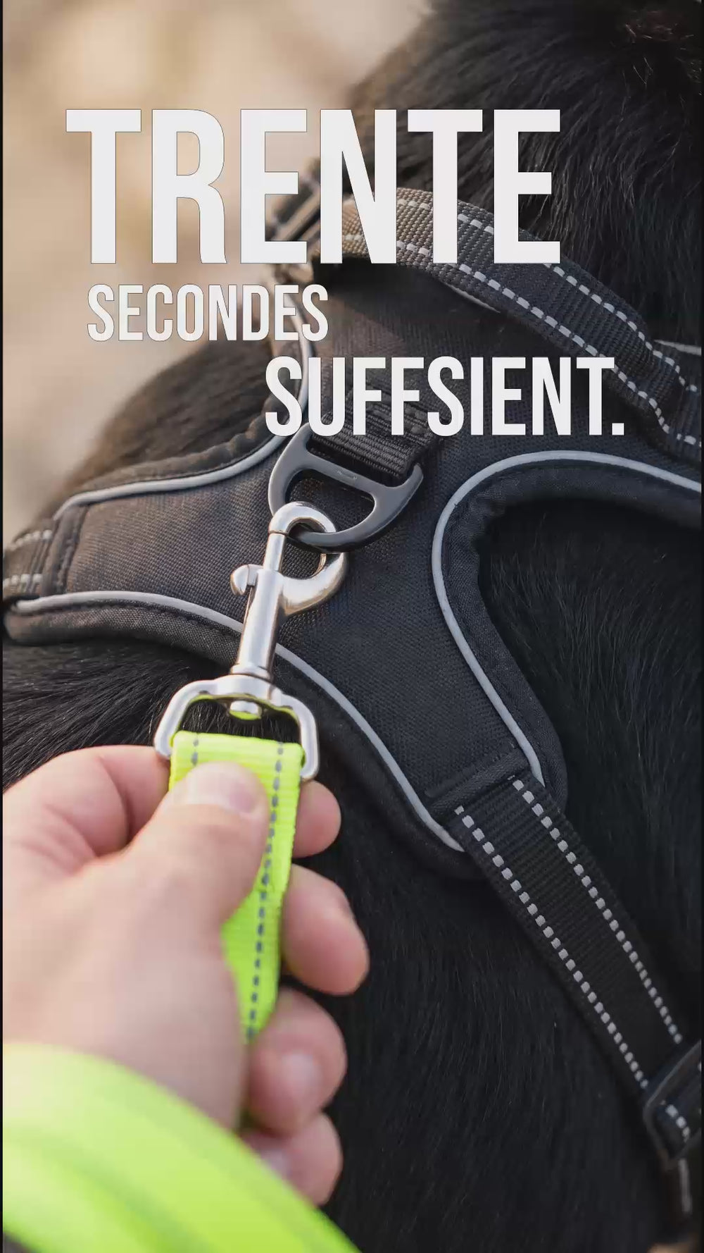 Ceinture de sécurité chien : installation sur harnais en moins de 30 secondes