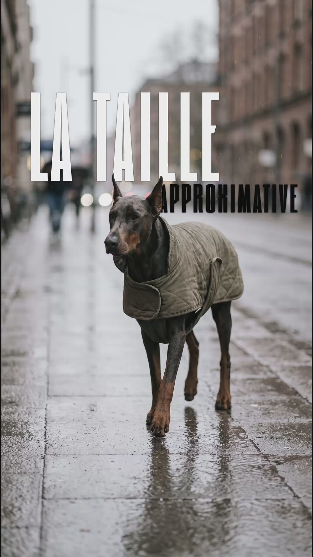 Dobermann sous la pluie avec manteau mal ajusté, texte la taille approximative