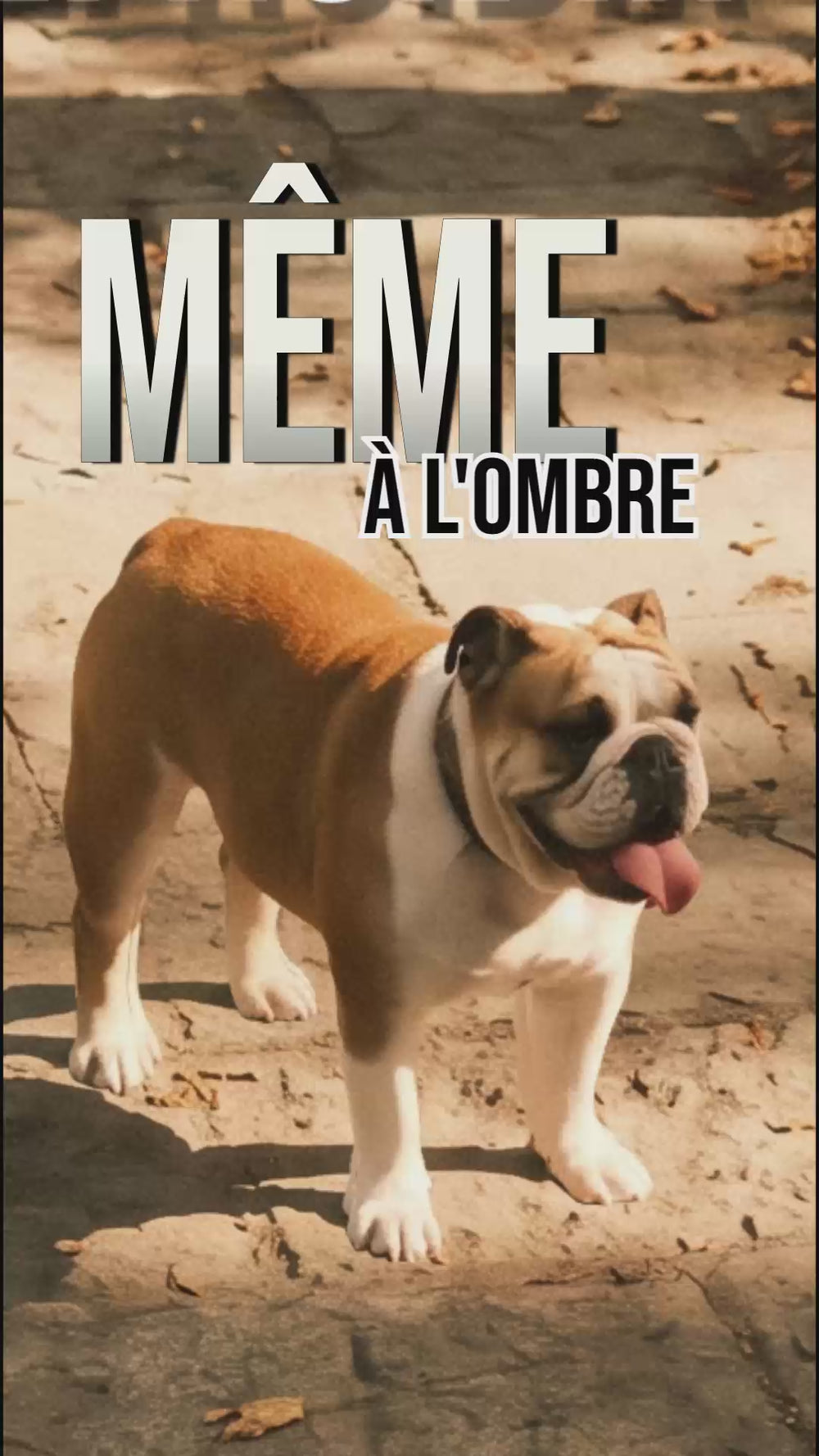 Gilet rafraîchissant KARN Ice porté par un boxer en forêt, prix 45,99 euros affiché à l'écran