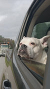 Ceinture de sécurité chien : obligation légale pour voyager en voiture