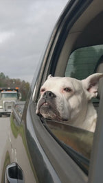 Ceinture de sécurité chien : obligation légale pour voyager en voiture
