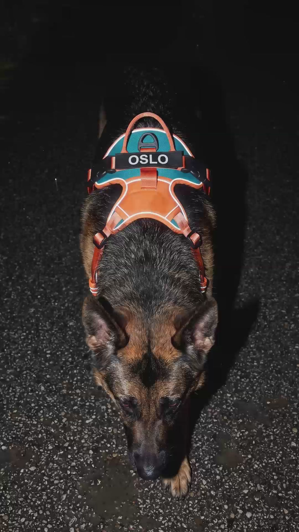Vue de dessus d’un berger allemand de nuit portant un harnais personnalisé chien orange et bleu, dont les bandes réfléchissantes brillent sous le flash, avec le patch OSLO sur le dos.