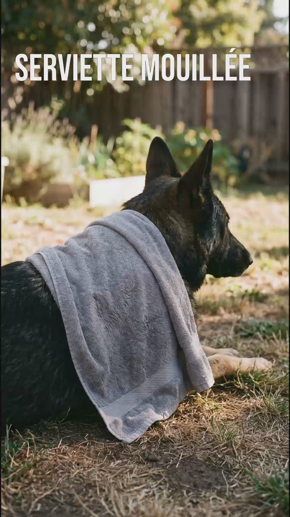 Berger allemand avec serviette mouillée sur le dos, serviette et bandana rafraîchissant sèchent en 5 minutes
